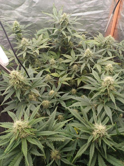 Melon Mosh Smart Grow. Week 8