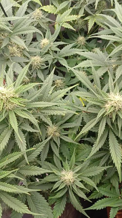 Melon Mosh Smart Grow