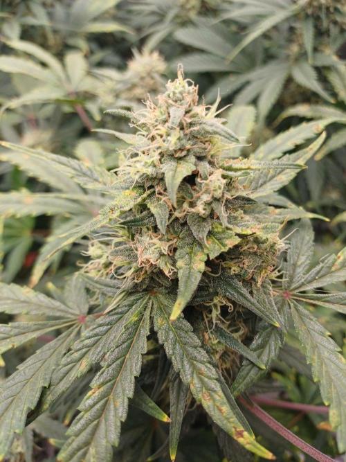 Melon Mosh Smart Grow. Week 9