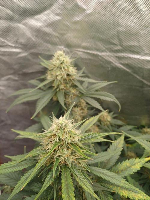 Melon Mosh Smart Grow. Week 9