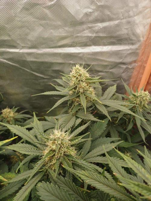 Melon Mosh Smart Grow. Week 9