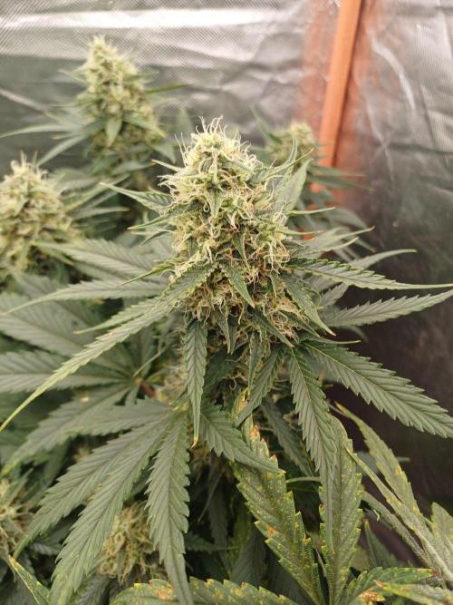 Melon Mosh Smart Grow. Week 9