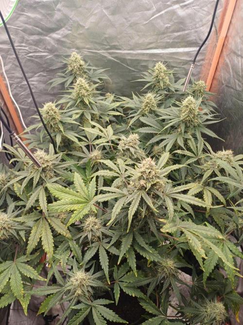 Melon Mosh Smart Grow. Week 9