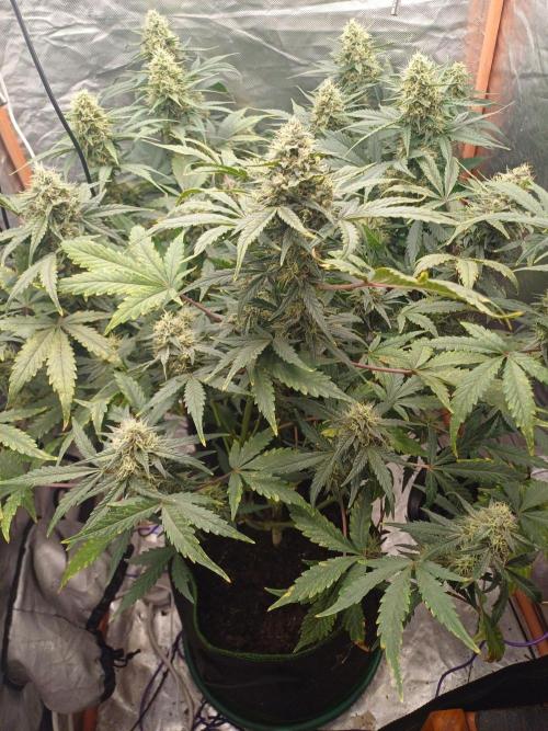 Melon Mosh Auto. Week 9