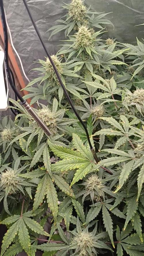 Melon Mosh Smart Grow