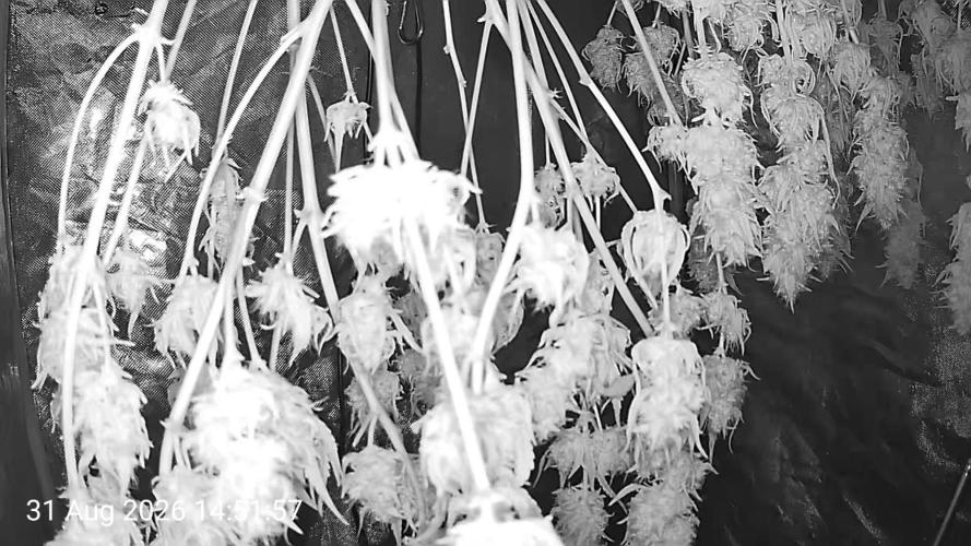 Melon Mosh Smart Grow. Week 10