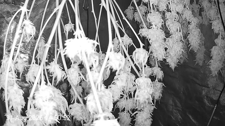 Melon Mosh Smart Grow. Week 10