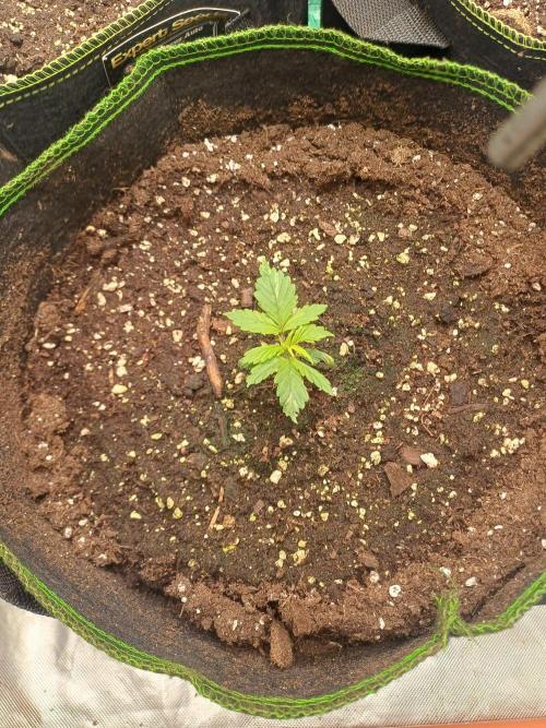 Melon Mosh/OGesus. Week 2