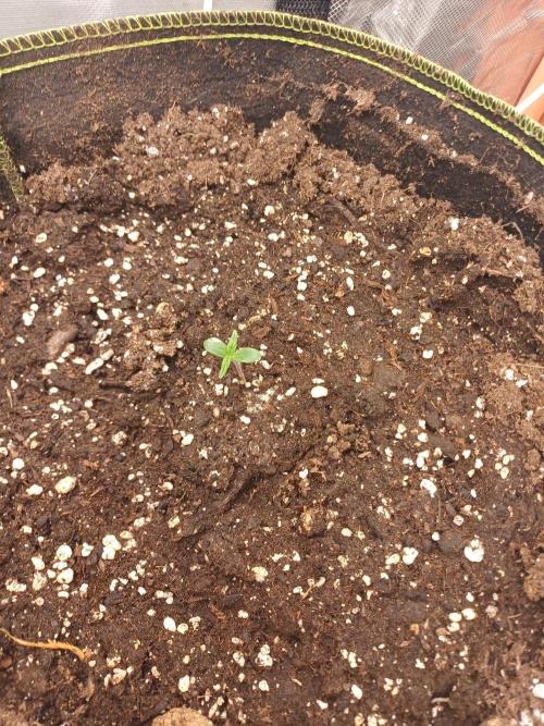 Melon Mosh/OGesus. Week 2