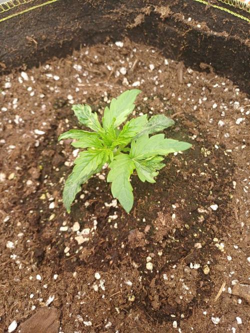 Melon Mosh/OGesus. Week 3