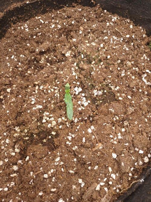 Melon Mosh/OGesus. Week 3