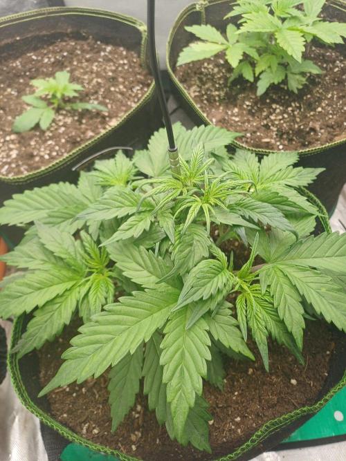 Melon Mosh/OGesus. Week 4