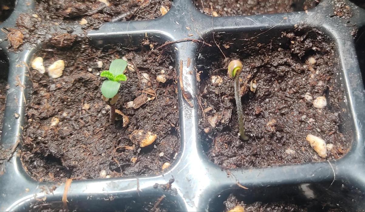 Fast Buds Mix Pack Foto first 2 seeds. Week 0