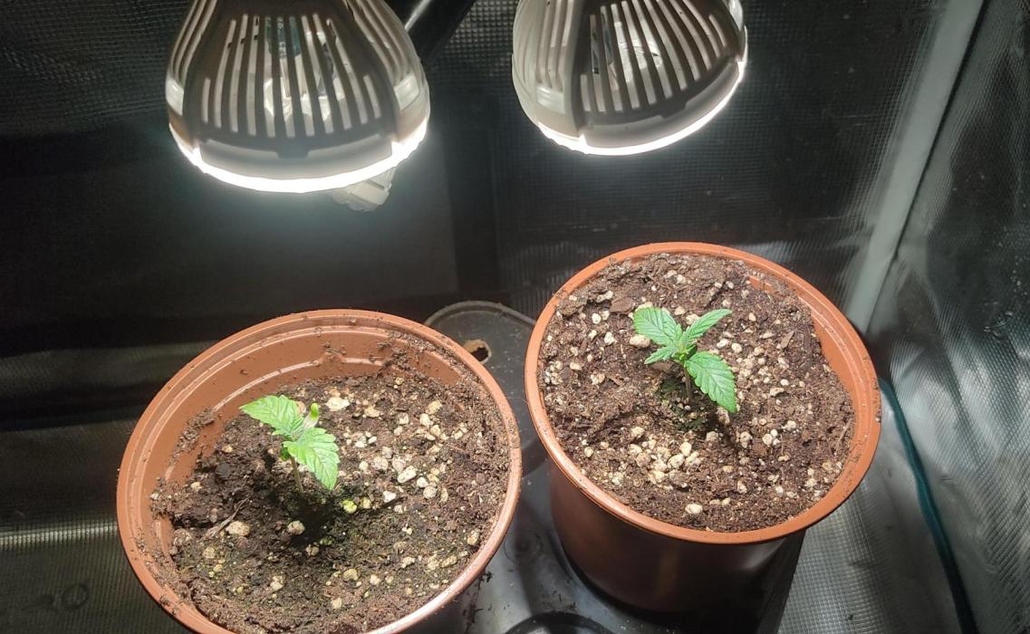 Fast Buds Mix Pack Foto first 2 seeds. Week 1