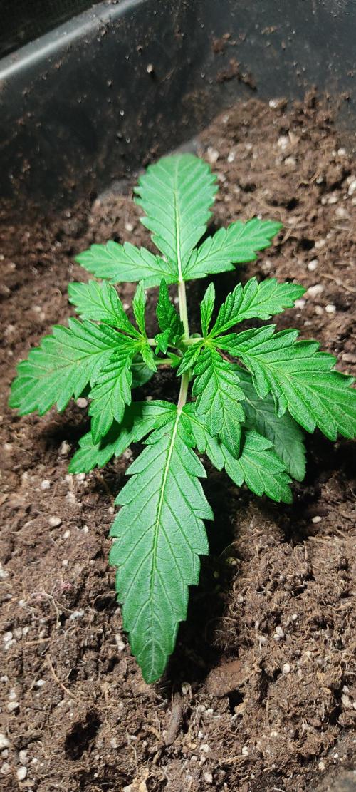 Fast Buds Mix Pack Foto first 2 seeds. Week 2