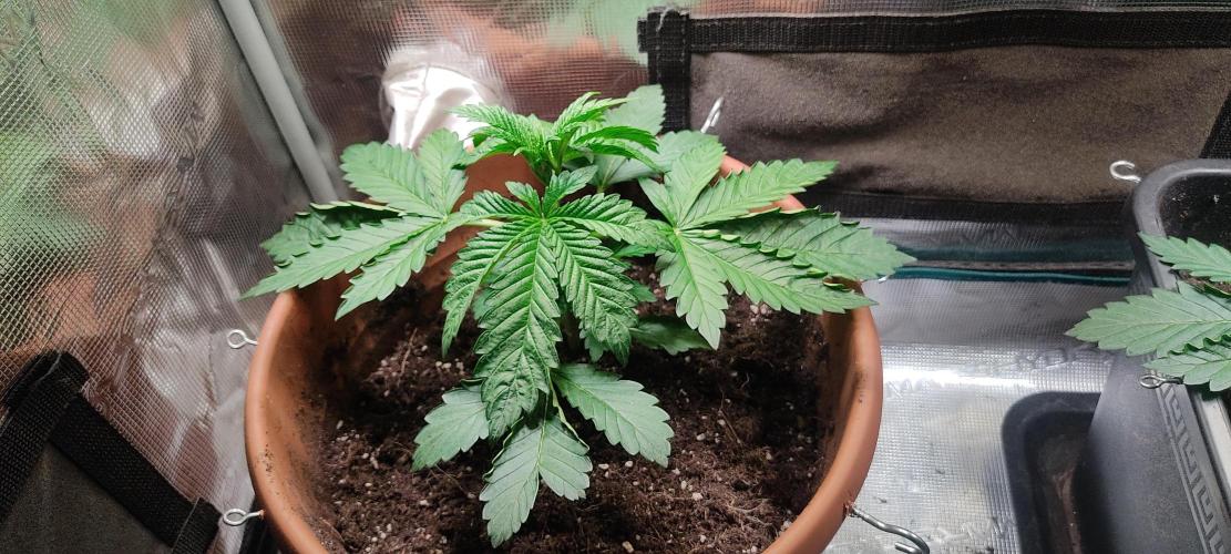 Fast Buds Mix Pack Foto first 2 seeds. Week 3