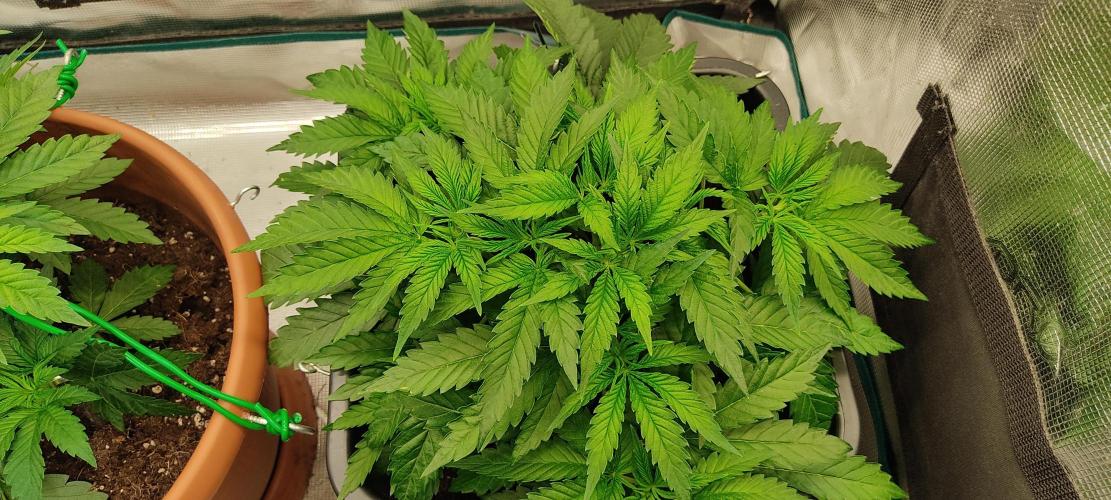 Fast Buds Mix Pack Foto first 2 seeds. Week 4 - right one