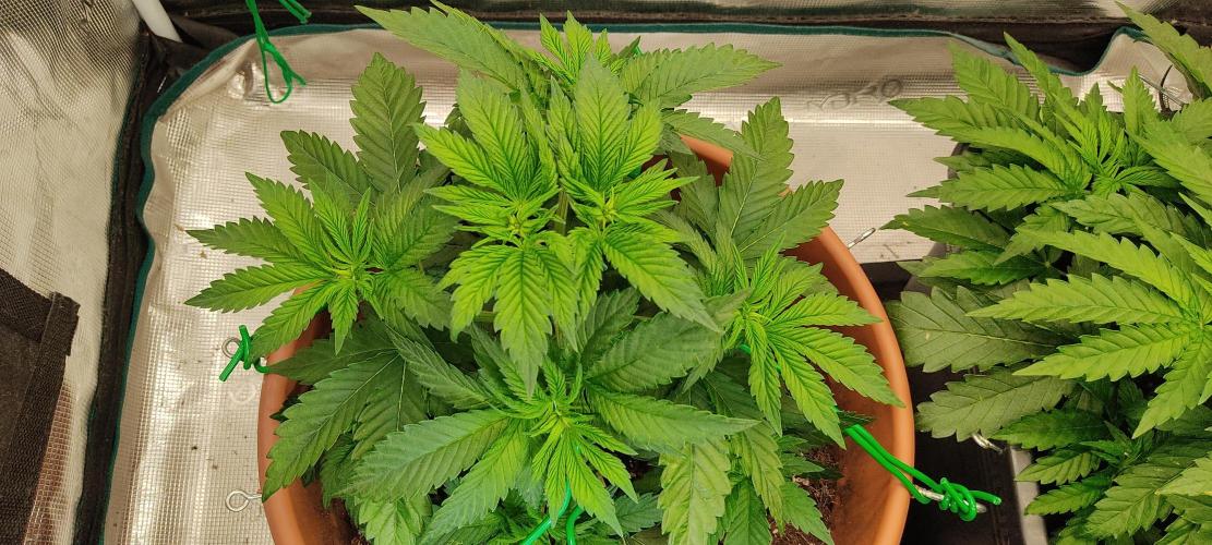 Fast Buds Mix Pack Foto first 2 seeds. Week 4 - left one