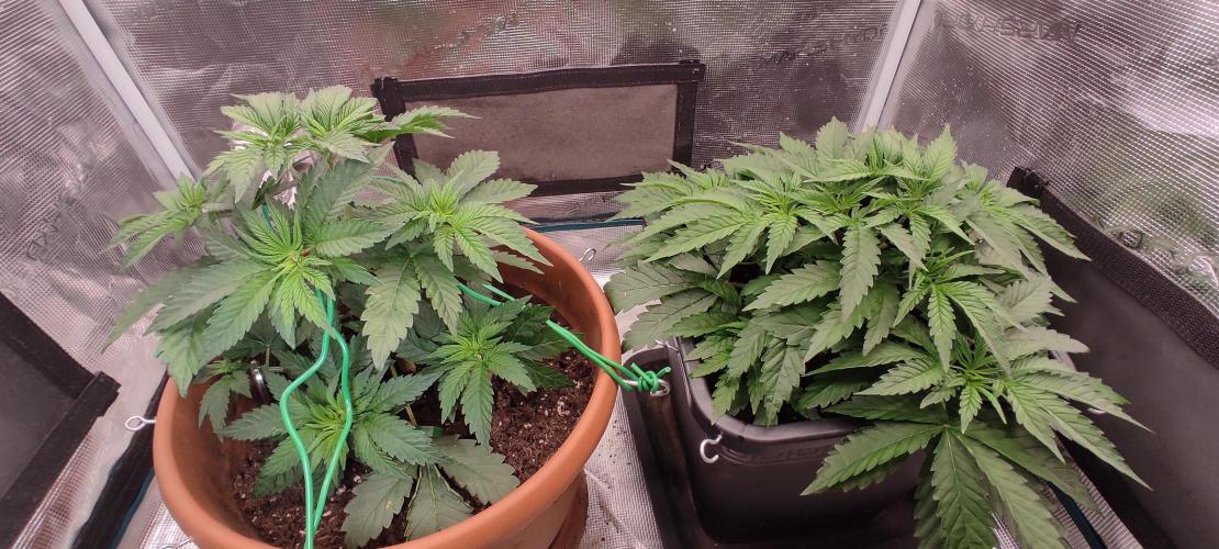 Fast Buds Mix Pack Foto first 2 seeds. Week 4