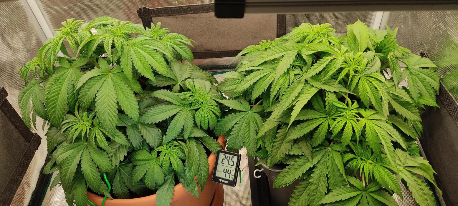 Fast Buds Mix Pack Foto first 2 seeds. Week 5