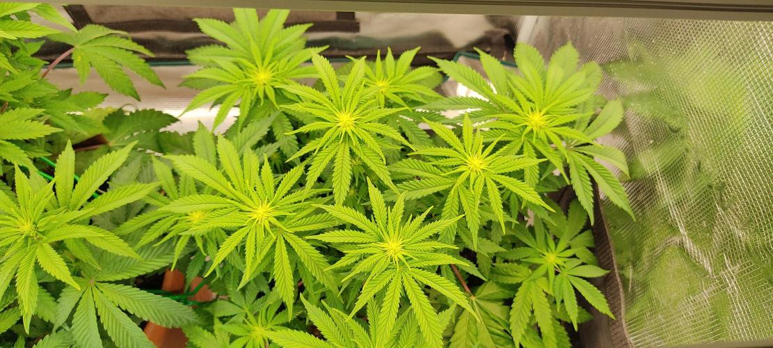 Fast Buds Mix Pack Foto first 2 seeds. Week 7