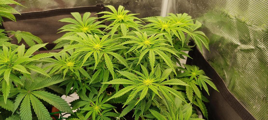 Fast Buds Mix Pack Foto first 2 seeds. Week 7