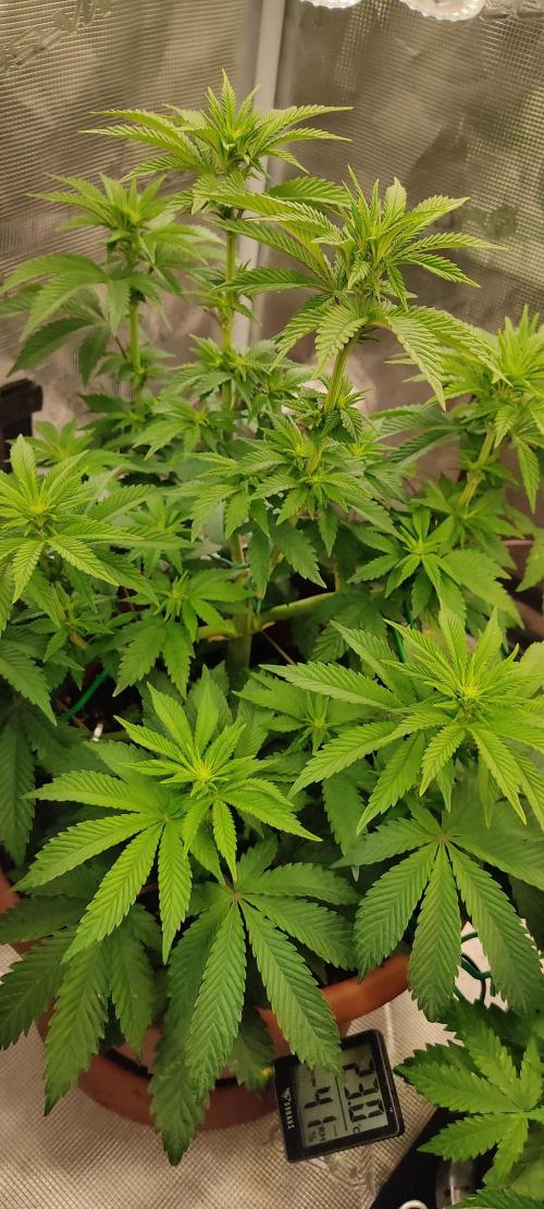 Fast Buds Mix Pack Foto first 2 seeds. Week 7