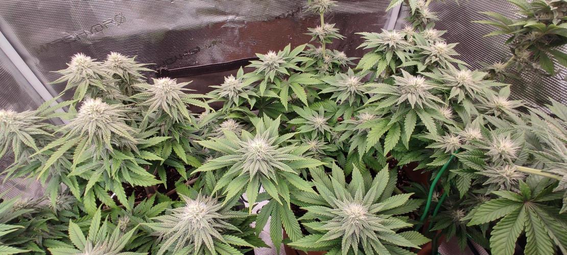 Fast Buds Mix Pack Foto first 2 seeds. Week 8 - Shot with a 0.6× ultra-wide lens