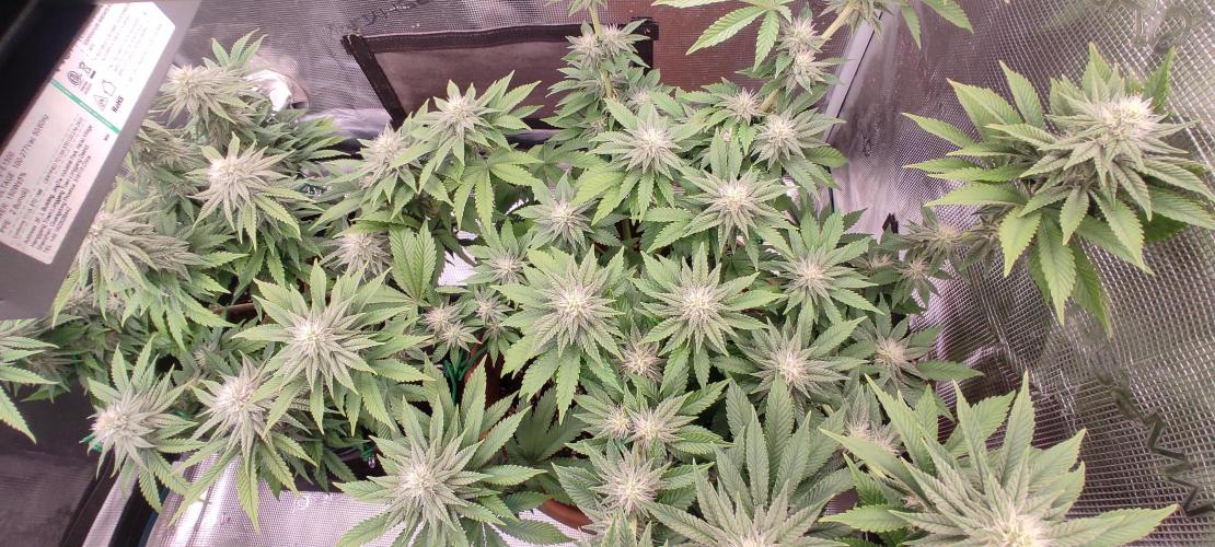 Fast Buds Mix Pack Foto first 2 seeds. Week 8 - Shot with a 0.6× ultra-wide lens