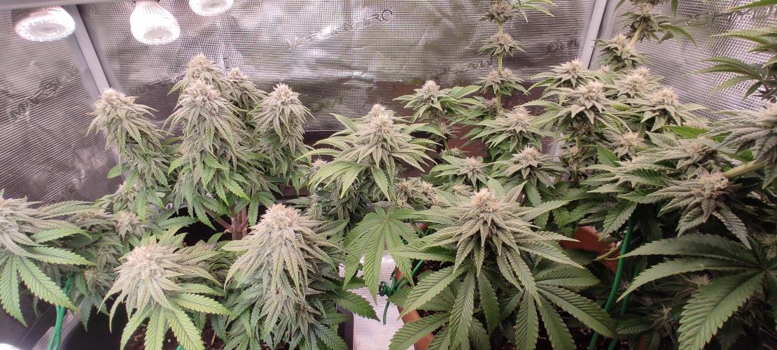 Fast Buds Mix Pack Foto first 2 seeds. Week 9