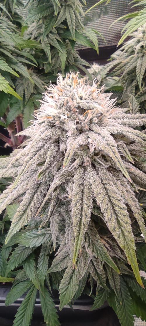 Fast Buds Mix Pack Foto first 2 seeds. Week 9