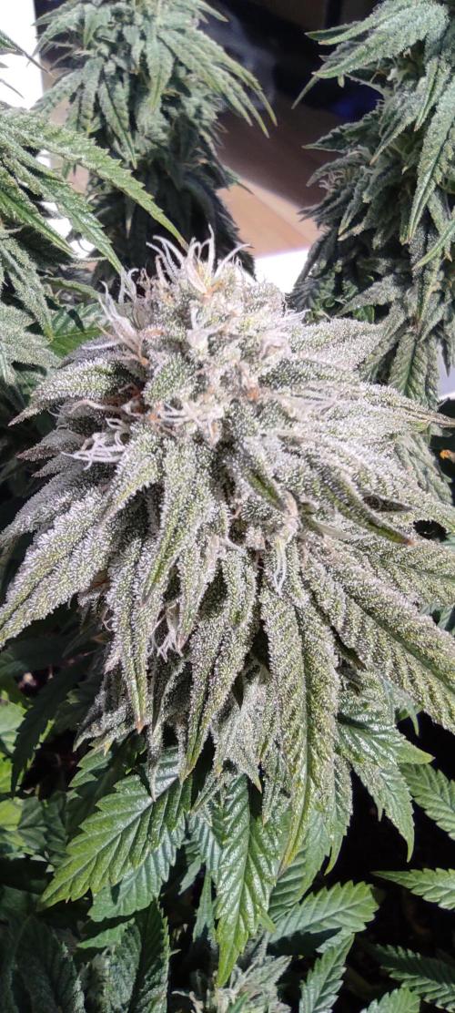 Fast Buds Mix Pack Foto first 2 seeds. Week 9 - Sunlight Pic