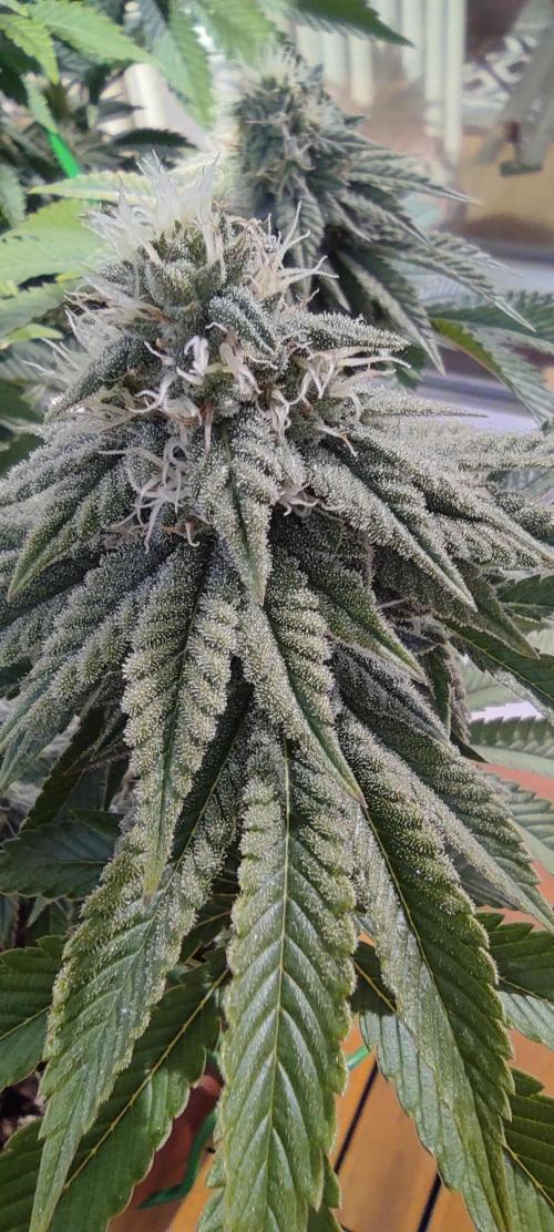 Fast Buds Mix Pack Foto first 2 seeds. Week 9 - Sunlight Pic