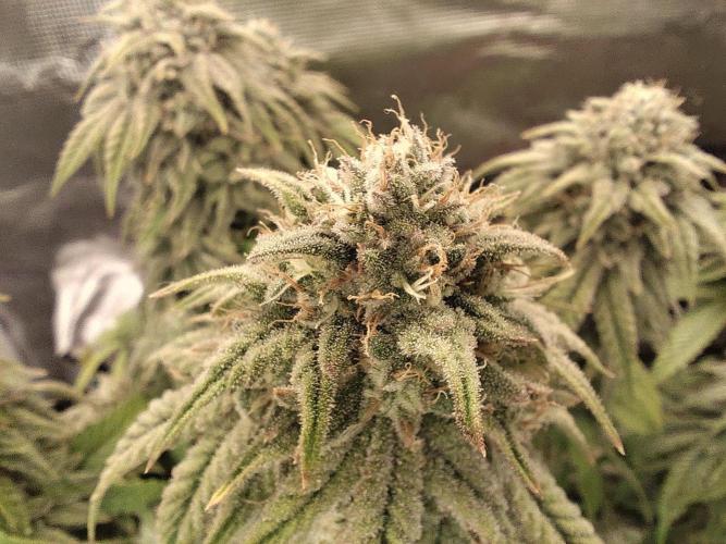 Fast Buds Mix Pack Foto first 2 seeds. Week 10