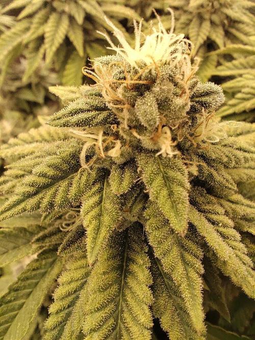 Fast Buds Mix Pack Foto first 2 seeds. Week 10