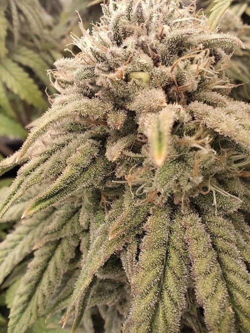 Fast Buds Mix Pack Foto first 2 seeds. Week 10