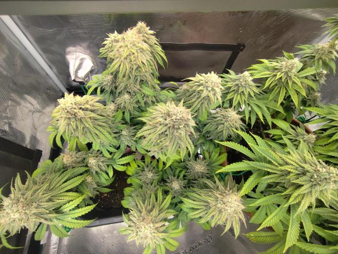 Fast Buds Mix Pack Foto first 2 seeds. Week 10 - Colors are weird.