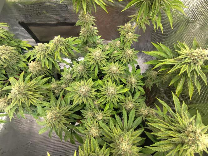 Fast Buds Mix Pack Foto first 2 seeds. Week 10 - Colors are weird.