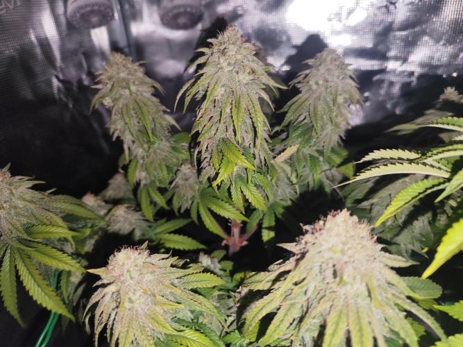 Fast Buds Mix Pack Foto first 2 seeds. Week 10 - night shot