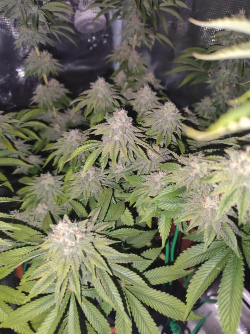 Fast Buds Mix Pack Foto first 2 seeds. Week 10 - night shot