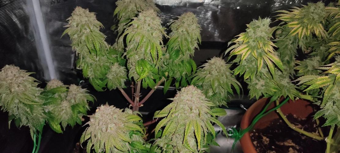 Fast Buds Mix Pack Foto first 2 seeds. Week 12