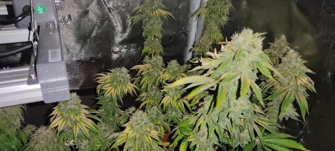 Fast Buds Mix Pack Foto first 2 seeds. Week 12