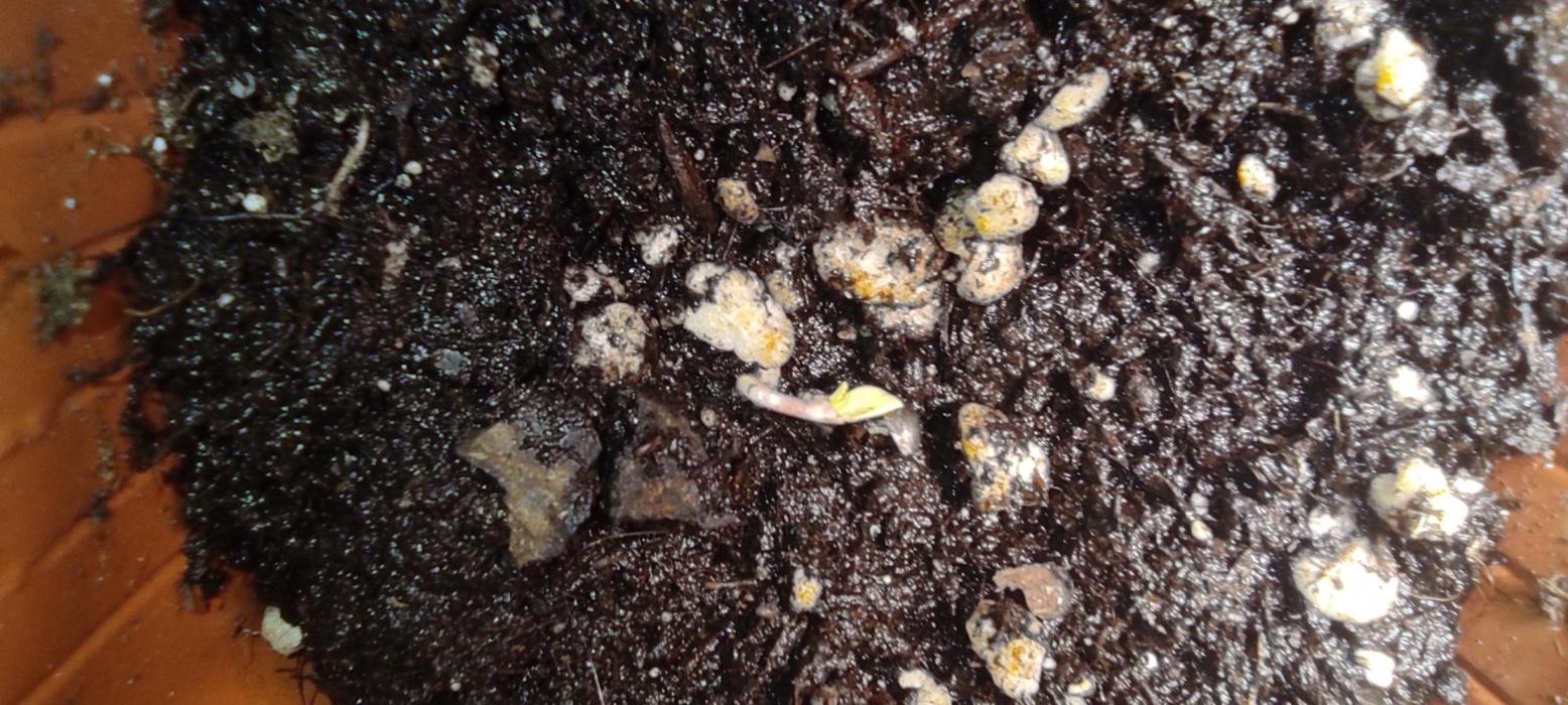 Fast Buds Mix Pack last seed. Week 0