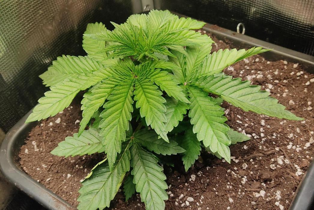 Fast Buds Mix Pack last seed. Week 3