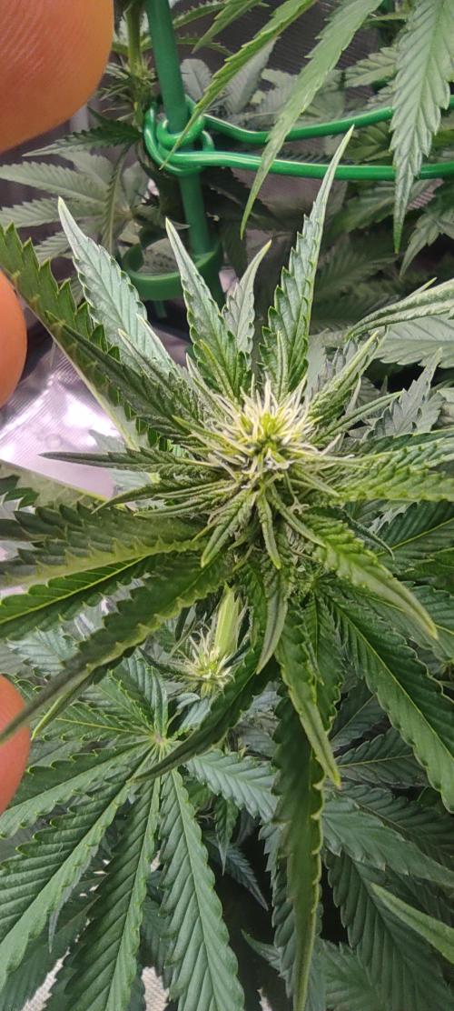Fast Buds Mix Pack last seed. Week 8