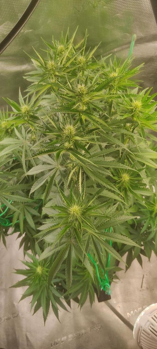 Fast Buds Mix Pack last seed. Week 8