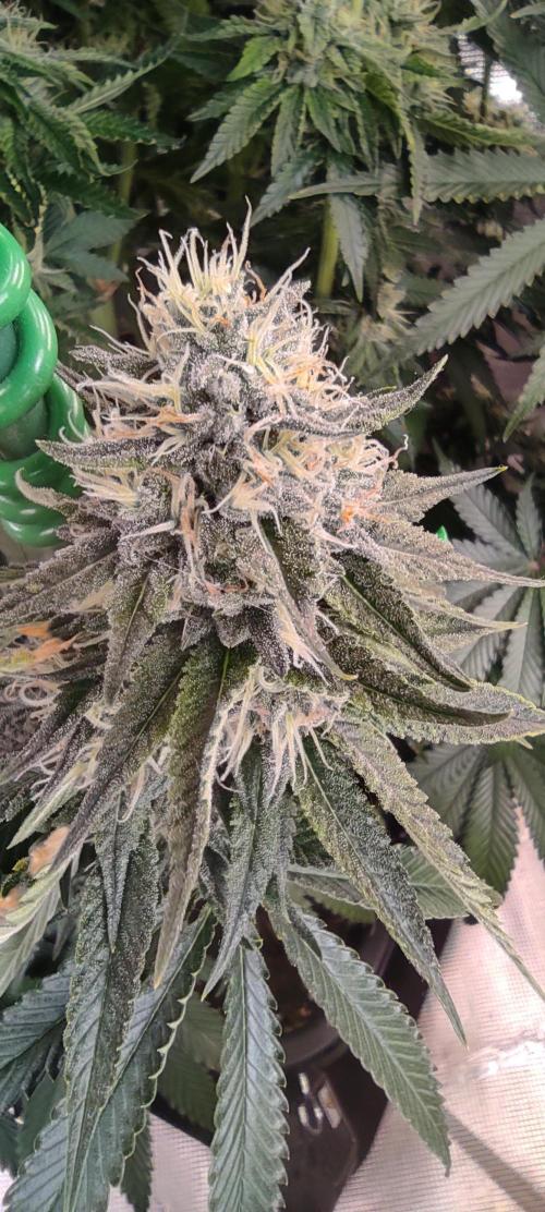 Fast Buds Mix Pack last seed. Week 13