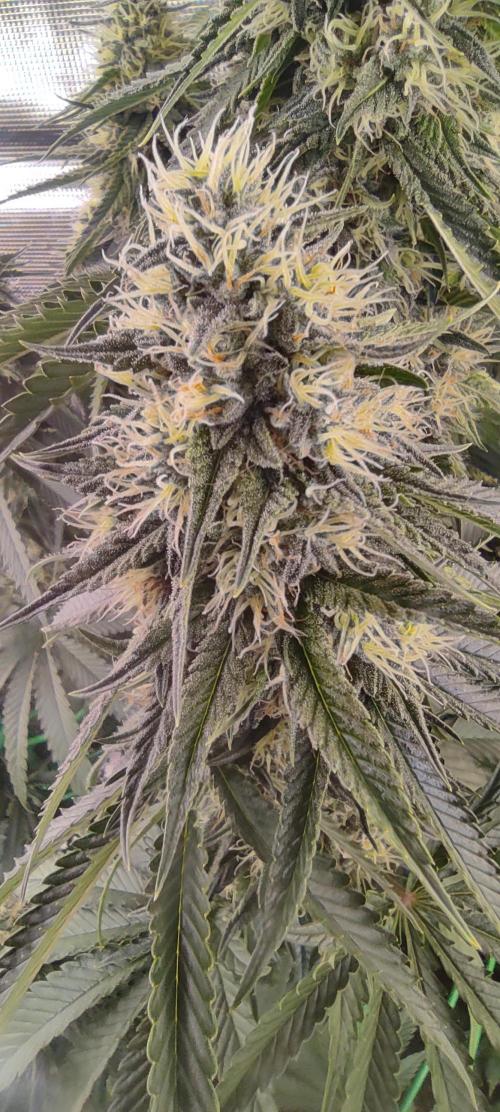 Fast Buds Mix Pack last seed. Week 13