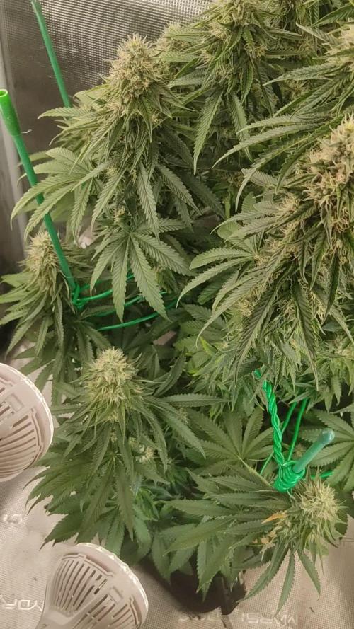 Fast Buds Mix Pack last seed