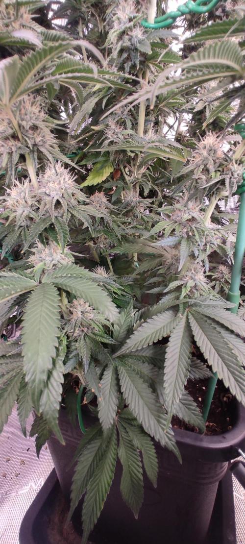 Fast Buds Mix Pack last seed. Week 11 - Besser mit genau dieser Betonung:

Even the very bottom is packed with nice buds
